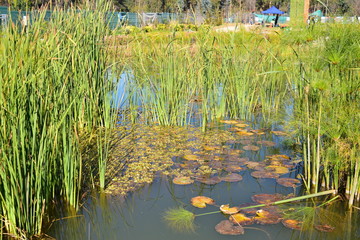 Plants in the park lake