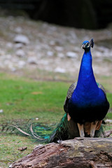 Fototapeta premium Pfau