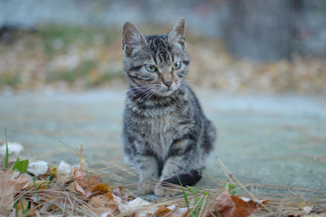 Gray black colored cat in concrete part of yard with yellow dry leaves 