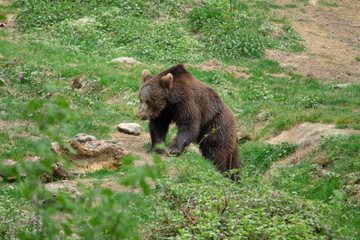 Fototapeta premium Braunbär auf einer Wiese auf Futtersuche