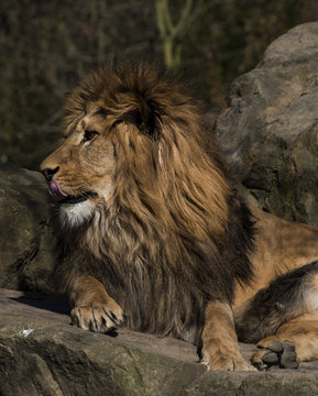  lion resting on rocks