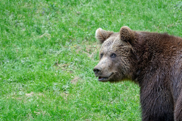 Portrait eines Braunbären auf einer Wiese