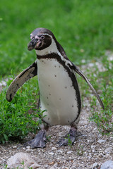 Pinguin
