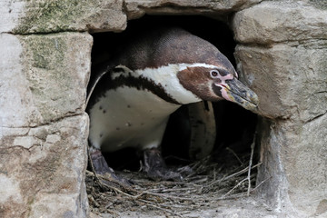 Naklejka premium Pinguin