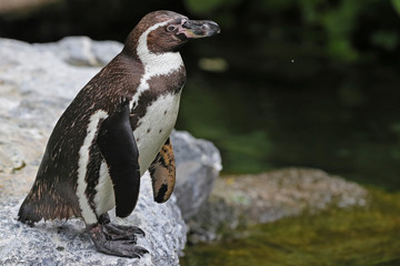 Pinguin