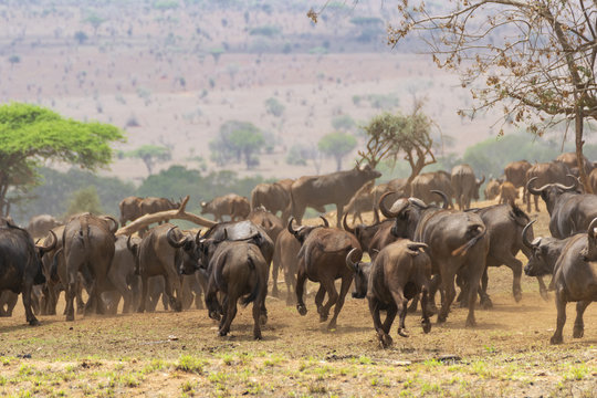 Herf of african buffalo