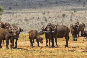 Family of african buffal