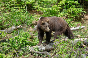 Fototapeta na wymiar Braunbär im Wald