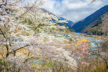 長野県　大鹿村　桜 © t