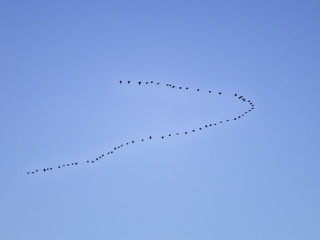Flock of birds flying in V formation against blue sky