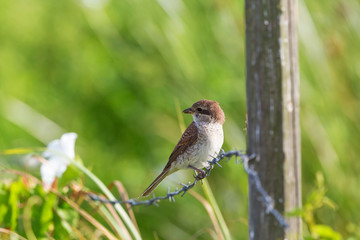 Red-backed shrike