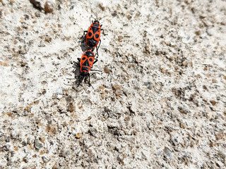 Two beetles soldier mating
