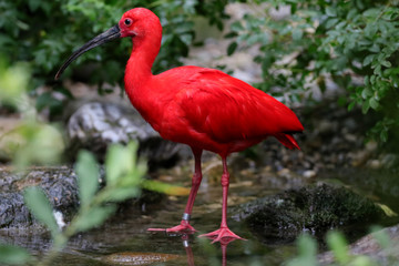 Roter Sichler