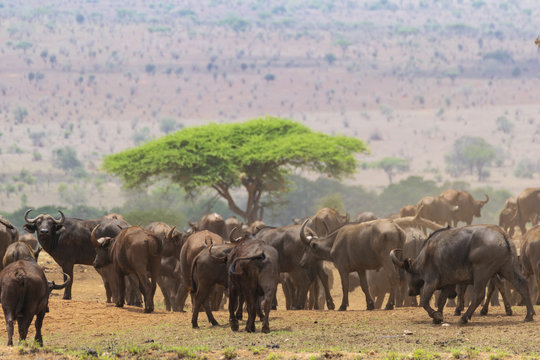 Herf of african buffalo