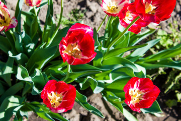 flowers garden red tulips, natural floral background