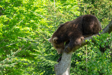 Braunbär auf einem Baum beim Klettern
