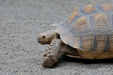 Schildkröte