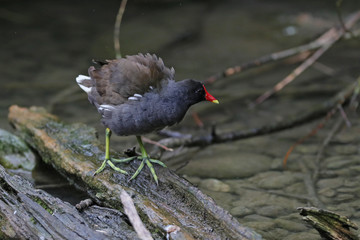 Teichhuhn