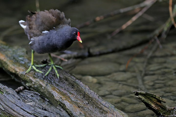 Teichhuhn
