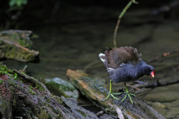 Teichhuhn