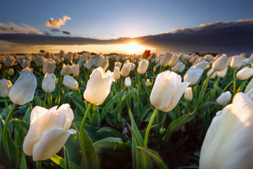 warm sunshine over white tulip field