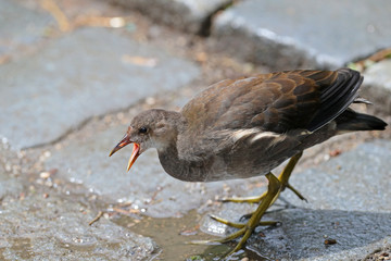 Teichhuhn