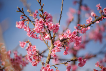 Fototapeta na wymiar beauty pink cherry blossom sakura branch against blue sky