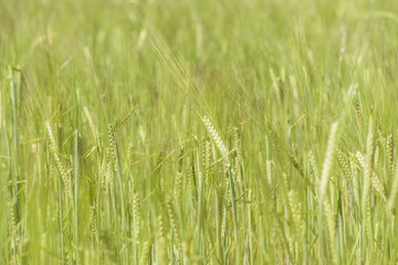 Wheat ears in the field, Pampas,Argentina.