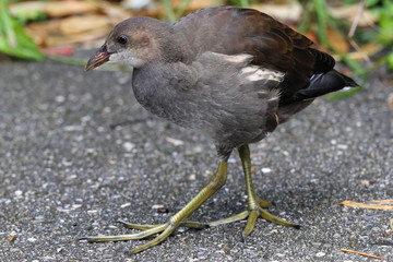 Teichhuhn