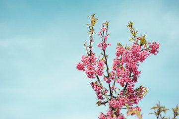beauty pink cherry blossom sakura branch against blue sky