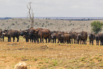 Herf of african buffalo