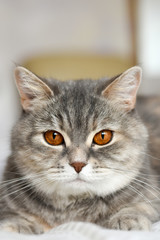 gray scottish cat in bed