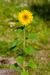 Fleur de Tournesol