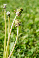 Selective focus on dandelion buds on nature background.  Springtime in meadow.