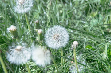 Selective focus on dandelion flowers on nature background.  Springtime in meadow.