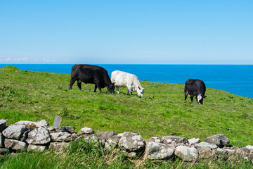 three white and black cows on grassy field sea and blue sky on background, countryside view 