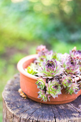 succulent pot on wooden table in the garden