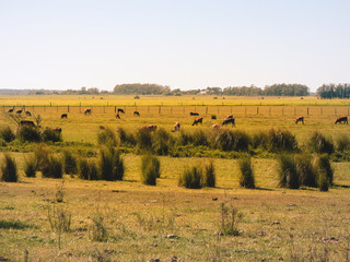 Fototapeta na wymiar A view of the pampa biome - cows in the pasture (Uruguaiana, Brazil)