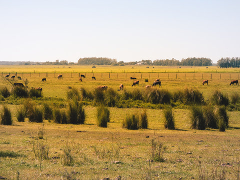 A view of the pampa biome - cows in the pasture (Uruguaiana, Brazil)