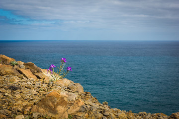 Fototapeta na wymiar Landscape with flower and Atlantic ocean in Madeira island, Portugal