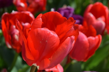 sun lit red tulips up close in the garden