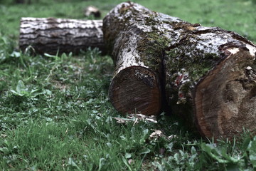 Fototapeta na wymiar Preventive felling of trees
