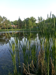 Blick durch die Gräser am Wasser