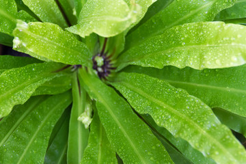 green background with texture of leaves wet by rain