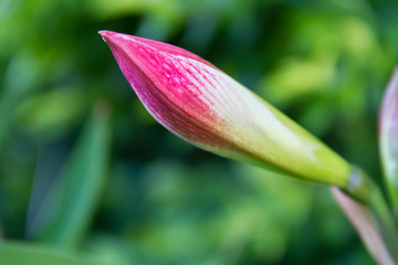 flowering lily in summer in the garden