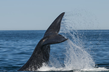 Obraz premium Whale tail fluke, Patagonia, Argentina
