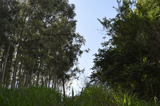 Feixe de c&eacute;u azul entre floresta de eucal&iacute;ptos