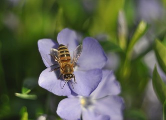 A bee on a blue flower gathers nectar