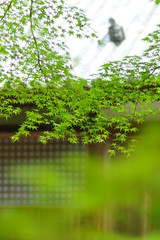 お寺の新緑