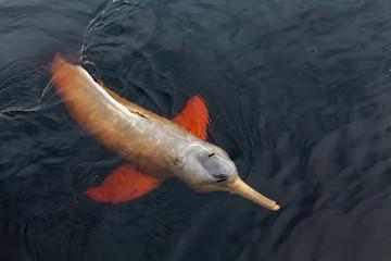 A rare pink dolphin "boto cor de rosa" swimming on the Negro River in the Brazilian Amazon. © Imago Photo